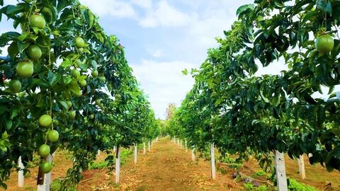 Xuất khẩu rau quả sang EU lập kỷ lục mới