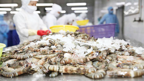 Tín hiệu tích cực từ thị trường, xuất khẩu tôm tăng tốc đầu năm 2026