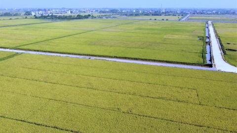 Xuất khẩu gạo chịu sức ép trong ngắn hạn