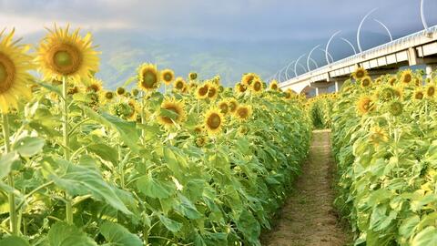 10.000 hoa hướng dương nở rộ, rực rỡ sắc vàng tại TP. Đà Nẵng