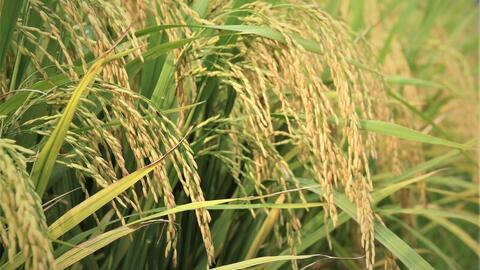 Gạo phát thải thấp: 'Tấm vé xanh' cho xuất khẩu bền vững