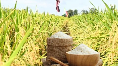 Giá lúa gạo hôm nay ngày 5/3/2026: Lúa tươi đồng loạt giảm