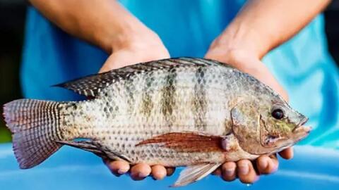 Cá rô phi Việt Nam tăng mạnh xuất khẩu, bứt tốc tại thị trường Brazil và Mỹ