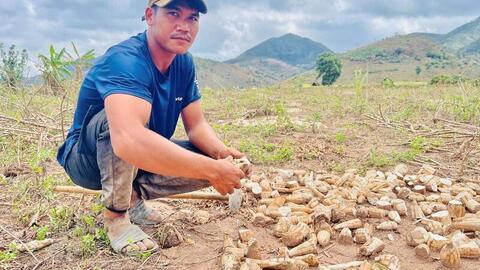Gia Lai: Mì phơi đồi, sinh kế mùa khô của đồng bào Jrai, Bahnar