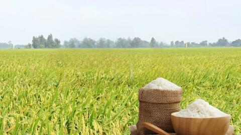 Giá lúa gạo hôm nay ngày 10/3/2026: Gạo nguyên liệu xuất khẩu OM 5451 tăng