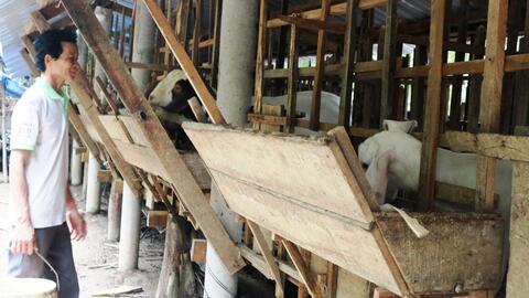 Giá dê hơi giảm mạnh, nhiều nơi thương lái tạm ngừng thu mua 