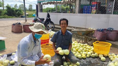 Dưa lê ngon ngọt, đầu ra ổn định nhờ liên kết tiêu thụ 