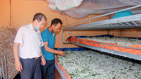 Lâm Đồng: Hiệu quả từ trồng dâu, nuôi tằm trong vùng đồng bào dân tộc thiểu số