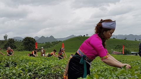 Việt Nam chuẩn bị xuất khẩu rau má, cải bó xôi vào Hà Lan