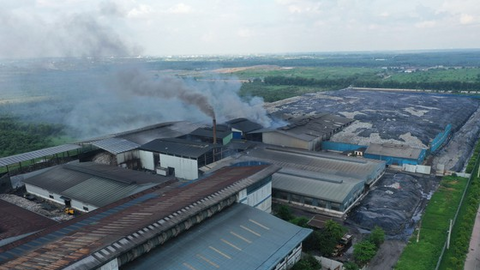 Cúc trừ sâu: Giải pháp hiệu quả và thân thiện với môi trường