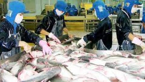 Xuất khẩu sản phẩm cá tra đạt 931 triệu USD