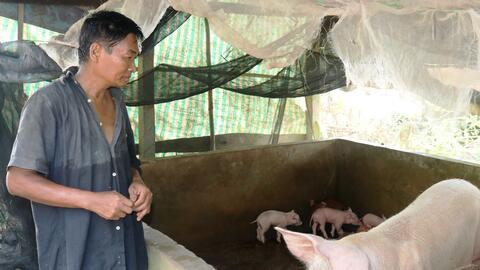 Giá nhiều con giống gia súc và gia cầm giảm 