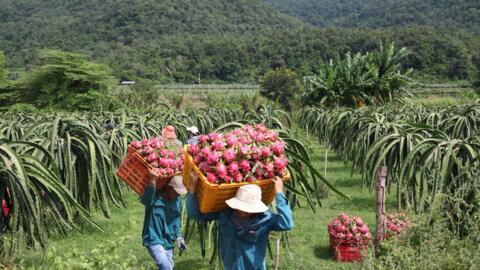 Gỡ khó cho xuất khẩu nông sản, Bộ trưởng Bộ Công Thương gửi công thư cho Bộ trưởng Bộ Thương mại Trung Quốc và Tỉnh trưởng tỉnh Vân Nam