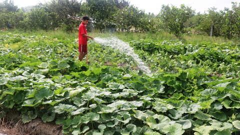 Bí hồ lô bán được giá 