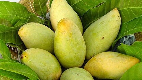 Mã số vùng trồng: Tấm“hộ chiếu” cho nông sản xuất khẩu