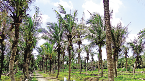 Bất lực với sâu đầu đen đang ăn trụi vườn dừa?