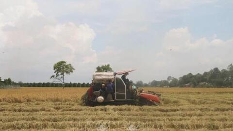 Tiền Giang hỗ trợ nông dân thu hoạch an toàn lúa Hè Thu trong đại dịch