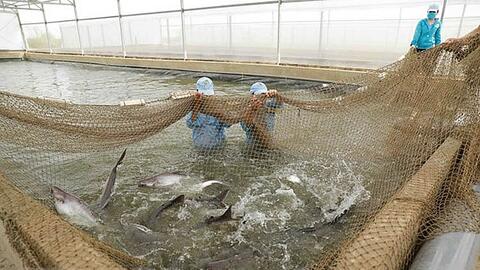 Kiến nghị gỡ khó cho cá tra quá lứa ở Đồng bằng sông Cửu Long