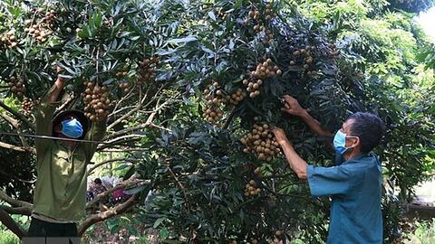 Trăn trở mùa nhãn chín: Để những mùa quả ngọt luôn được giá