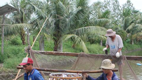 Bàn giải pháp khôi phục, phát triển chuỗi cá tra sau giãn cách xã hội 