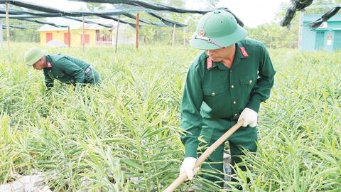 Trồng gừng trong bao