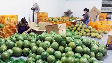 Đặc sản bưởi da xanh, chôm chôm… miền Tây giảm 40-50%, giá chỉ từ 6.000/kg