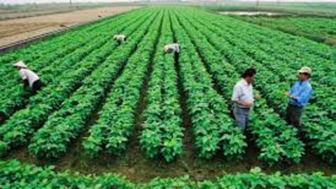 Hợp tác xã nông nghiệp sẽ là nhân tố quan trọng trong chuỗi cung ứng hàng hóa