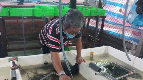 Nâng cao năng lực sản xuất, cung ứng giống 