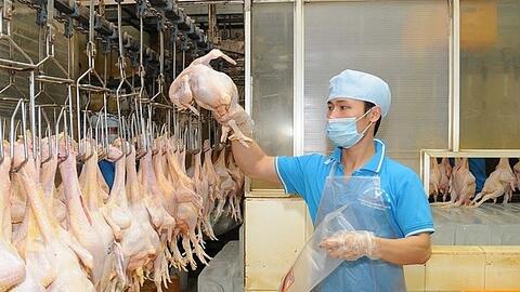 Xuất khẩu sản phẩm chăn nuôi: Vẫn rất khiêm tốn