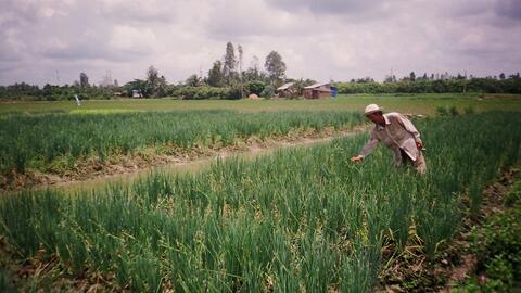 Những mô hình trồng màu hiệu quả trên vùng đất khó 