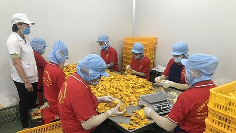 Dồn lực khôi phục chuỗi ngành hàng trái cây