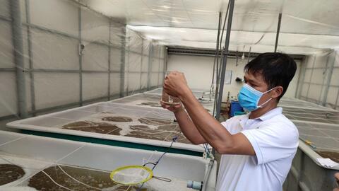 Tiềm năng mở rộng nuôi tôm càng xanh 