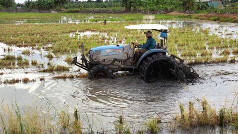 Chủ động quản lý các đối tượng dịch hại, đảm bảo sản xuất thắng lợi vụ lúa đông xuân  