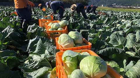 Người tiêu dùng ưa chuộng, xuất khẩu rau củ vào Đài Loan tăng gần 70%