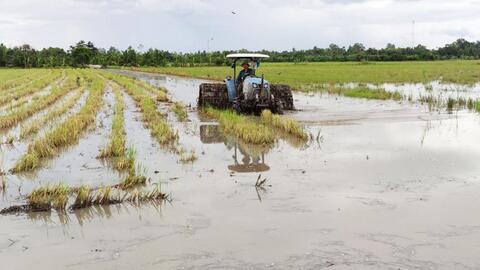 Cần Thơ xuống giống gieo trồng gần 31.000ha lúa vụ đông xuân 