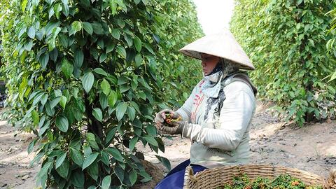 Tìm giải pháp cho nông sản Việt thâm nhập sâu vào thị trường Hungary