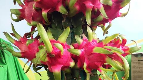 Kết nối cung cầu, thúc đẩy tiêu thụ nông sản tại tỉnh Long An 