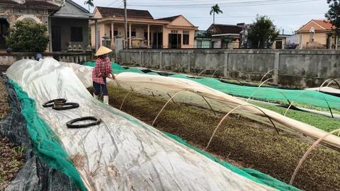 Quảng Điền: Hơn 220 ha rau màu bị thiệt hại