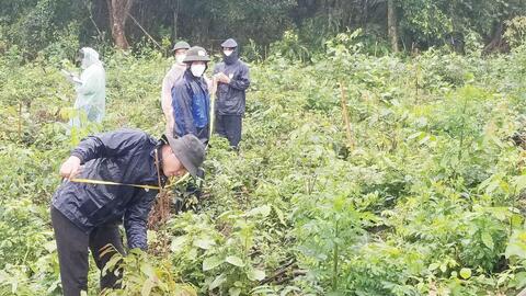 Giống cho trồng rừng bản địa đa loài