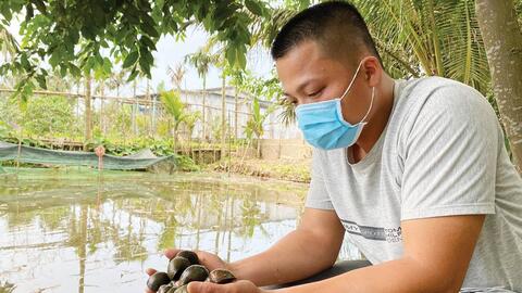 Mới lạ mô hình nuôi ốc bươu đen