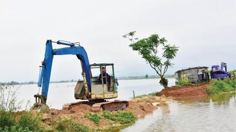 Chăm sóc lúa, hoa màu sau mưa lũ