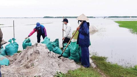 Nâng cấp đê nội đồng phục vụ sản xuất