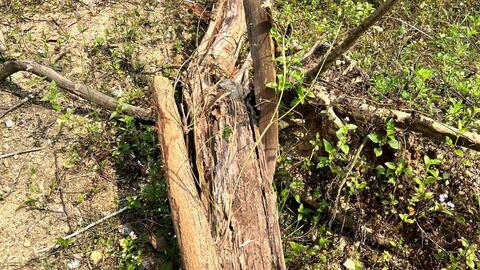 Nhiều cây bản địa trong rừng phòng hộ bị chặt hạ trái phép