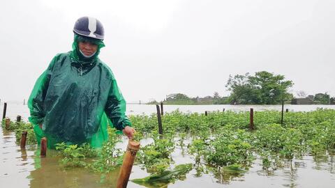 Quảng Điền chung sức hỗ trợ nông dân khôi phục sản xuất