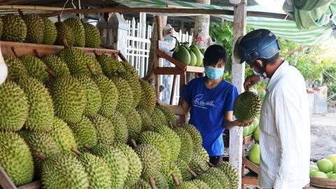 Giá sầu riêng tăng do nhu cầu tiêu thụ tăng 