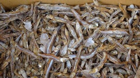 Tìm thấy hạt vi nhựa trong cá khô một số nước châu Á