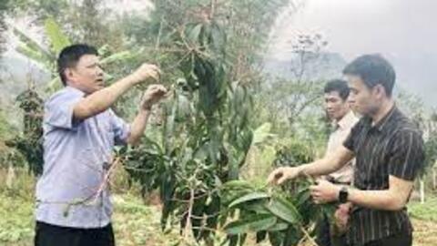 Cựu chiến binh Cơ tu làm kinh tế giỏi