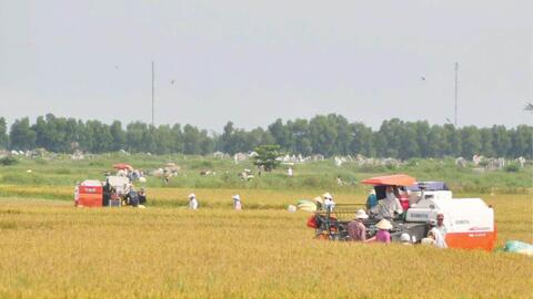 Lợi thế từ trồng lúa theo chuỗi giá trị