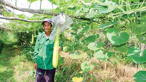 Diện tích sản xuất rau tăng 