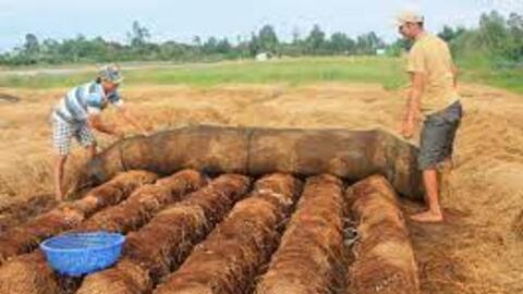 Giá nấm rơm tăng